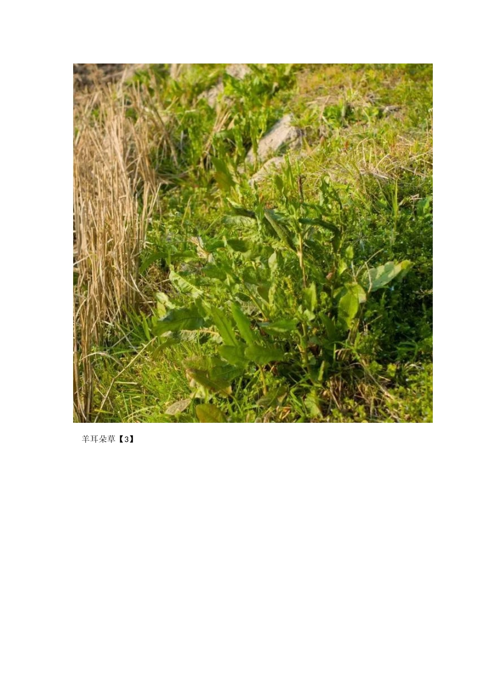 各种野花野草_第3页