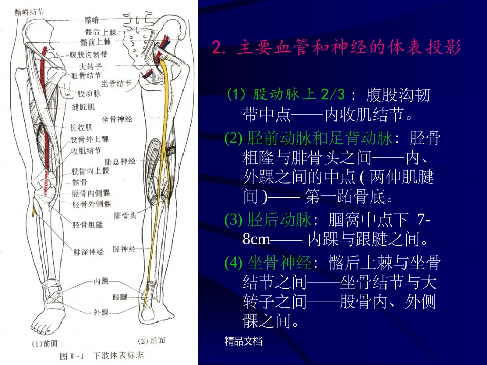 断层解剖学下肢_第3页