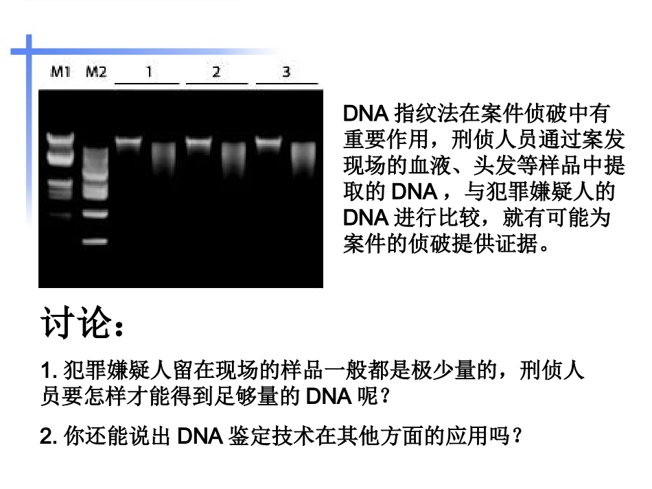 多聚酶链式反应扩增DNA片段汇总_第2页