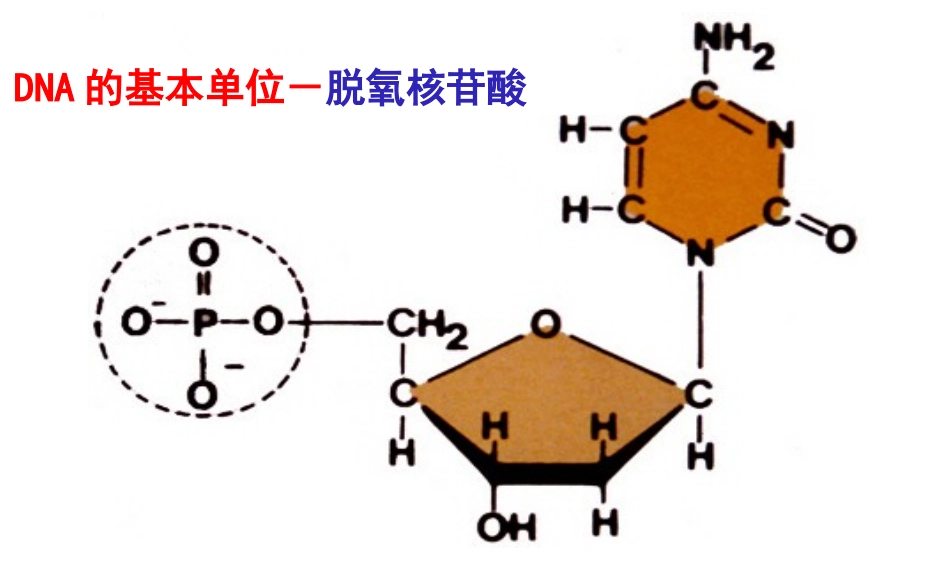 多聚酶链式反应扩增DNA片段总结_第3页