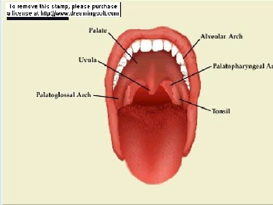 儿童气管插管课件_第3页