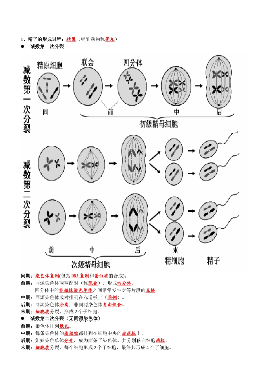 史上最全减数和有丝分裂期末复习图像解释例题_第2页