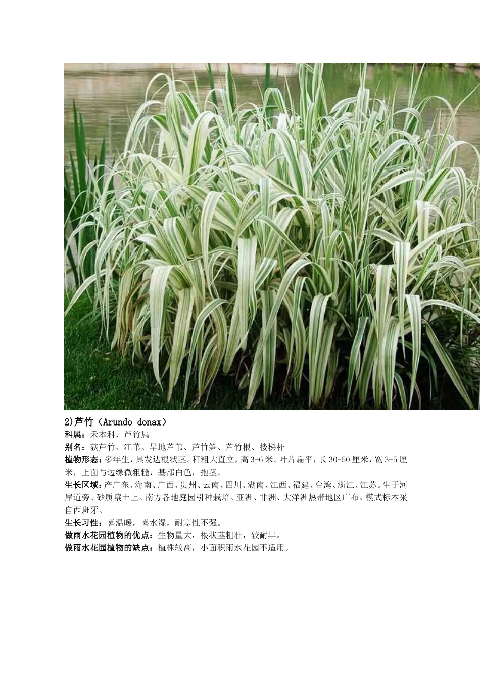 可供雨水花园使用的植物_第2页