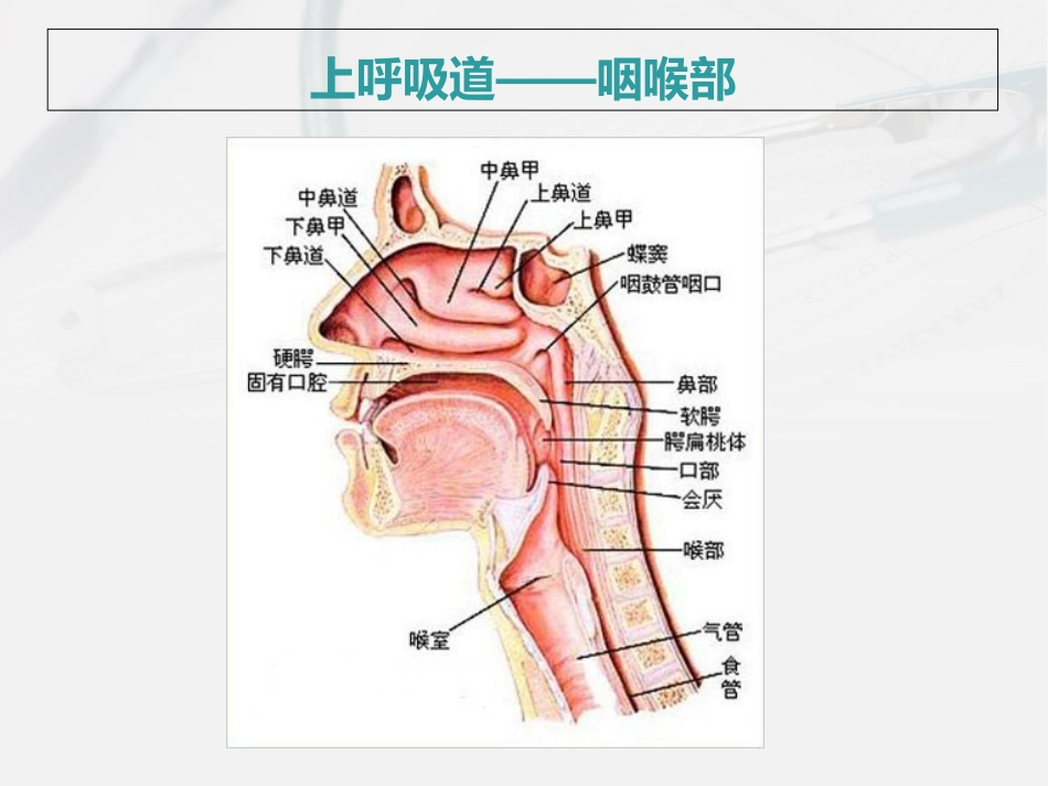 肺部的病理生理_第2页