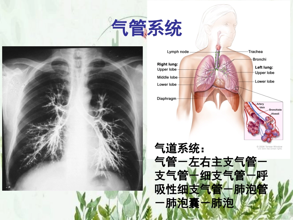 肺部听诊与吸痰_第3页