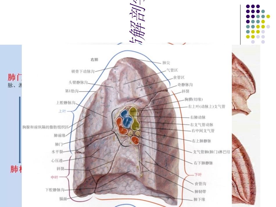 肺解剖学组织学_第3页