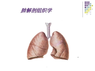 肺解剖学组织学