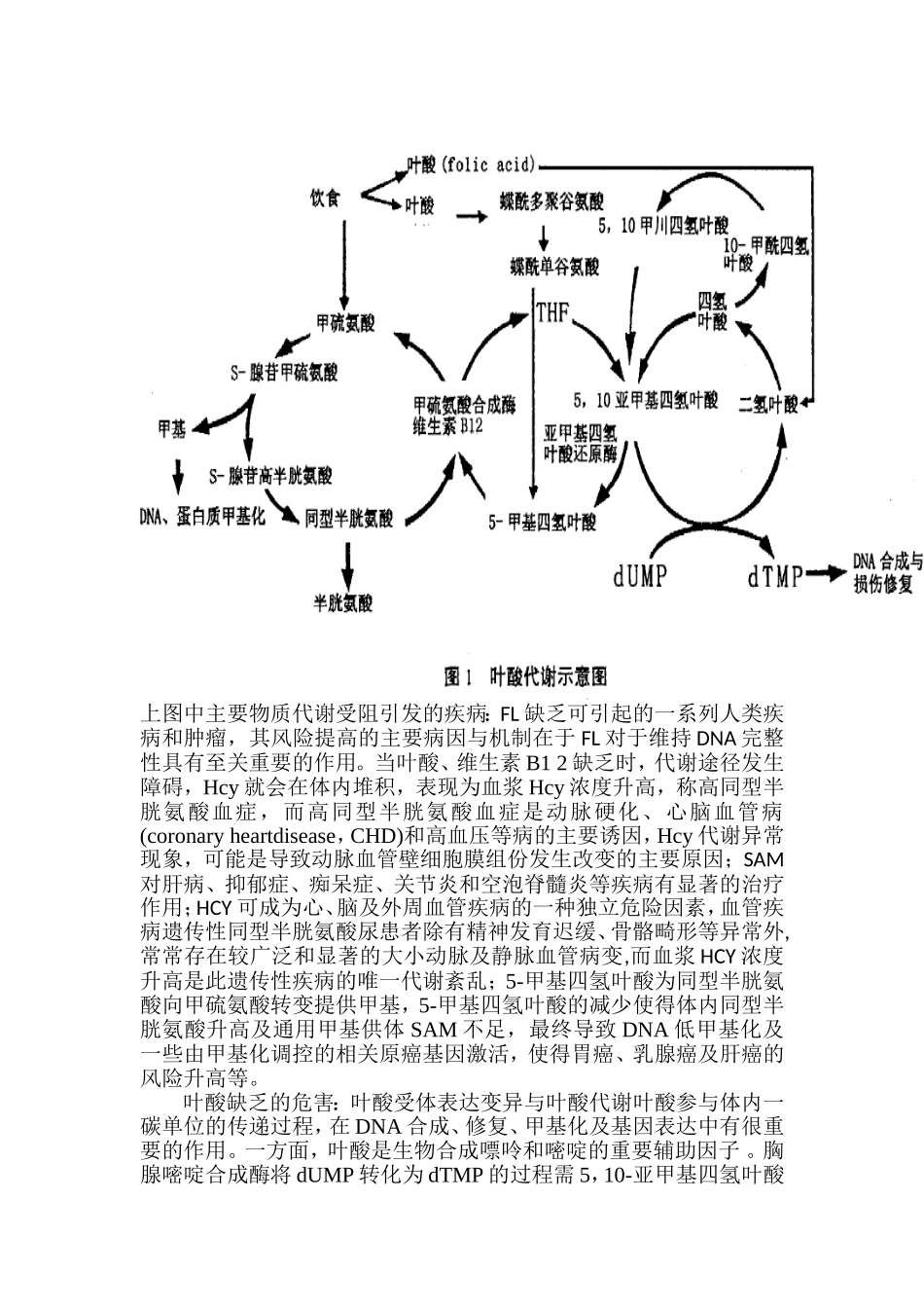 叶酸代谢简介_第3页
