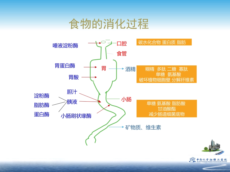 复方消化酶制剂对比分析讲义_第3页