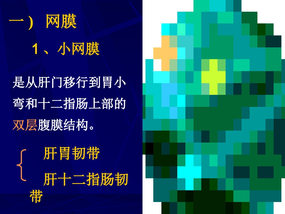 腹部断层解剖学_第2页