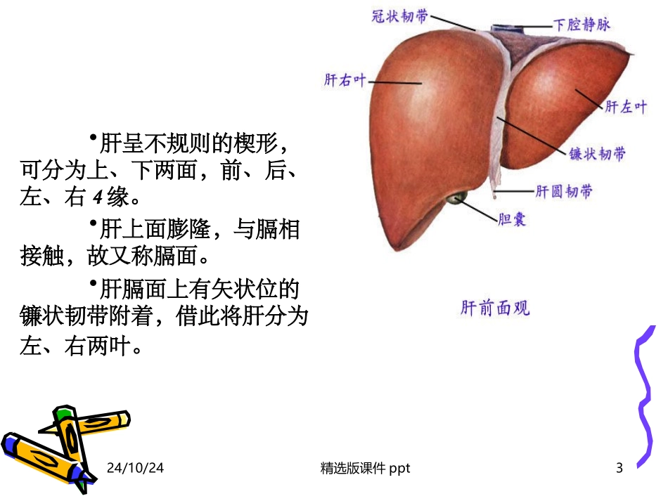 肝的解剖及分段_第3页