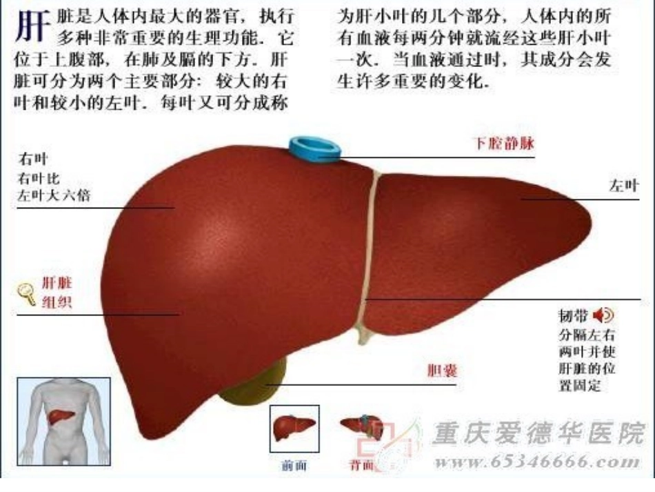 肝损伤知识讲座课件_第2页