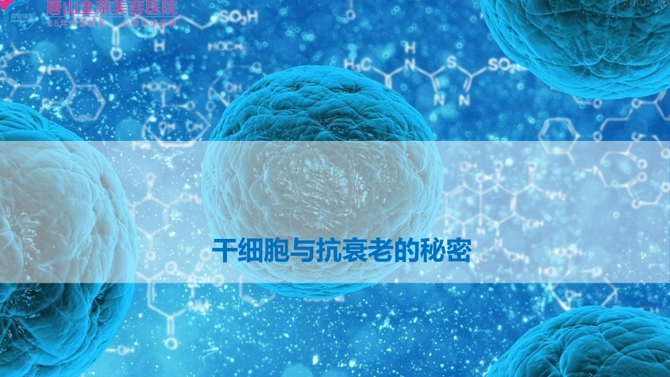 干细胞与抗衰老的秘密_第1页