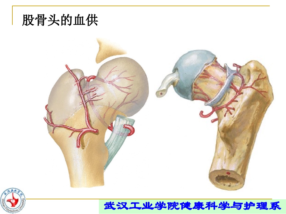 股骨颈骨折的康复讲义_第3页