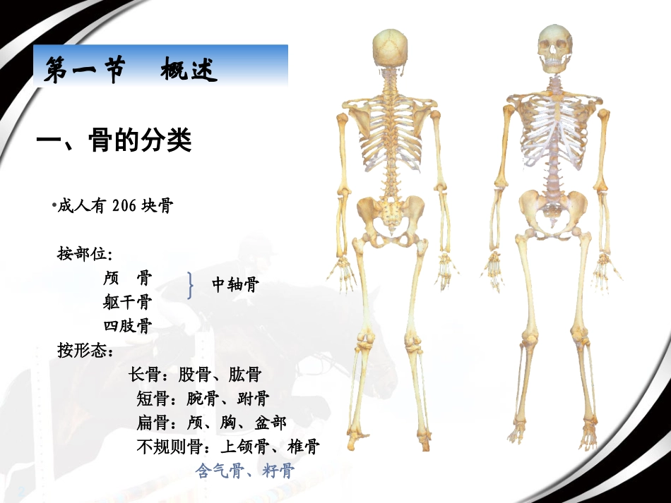 骨学概述及躯干骨颅骨_第2页