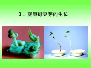 观察绿豆芽的生长