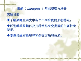 果蝇形态观察培养及杂交方法
