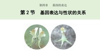 基因表达与性状的关系课件