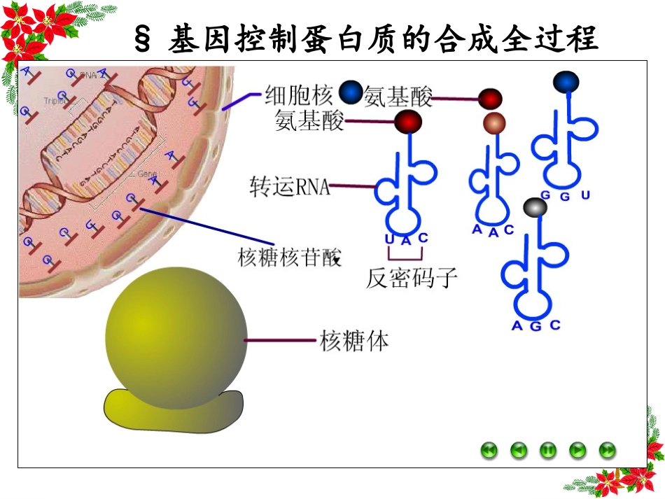 基因对性状控制讲课版_第2页