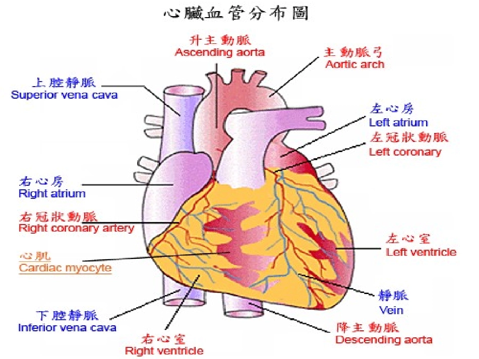 急性心梗患者介入术后医疗护理讲义_第2页