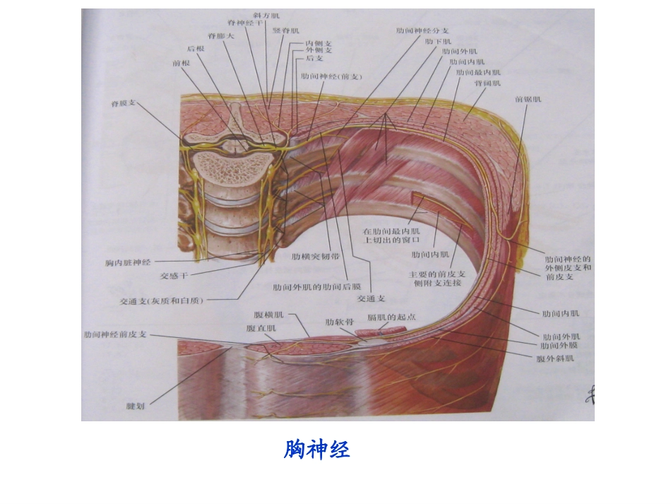 脊神经胸神经腰丛骶丛_第2页