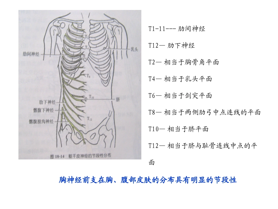 脊神经胸神经腰丛骶丛_第3页