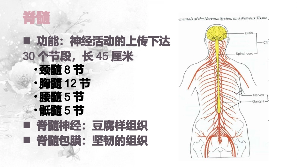 脊髓损伤的护理_第3页
