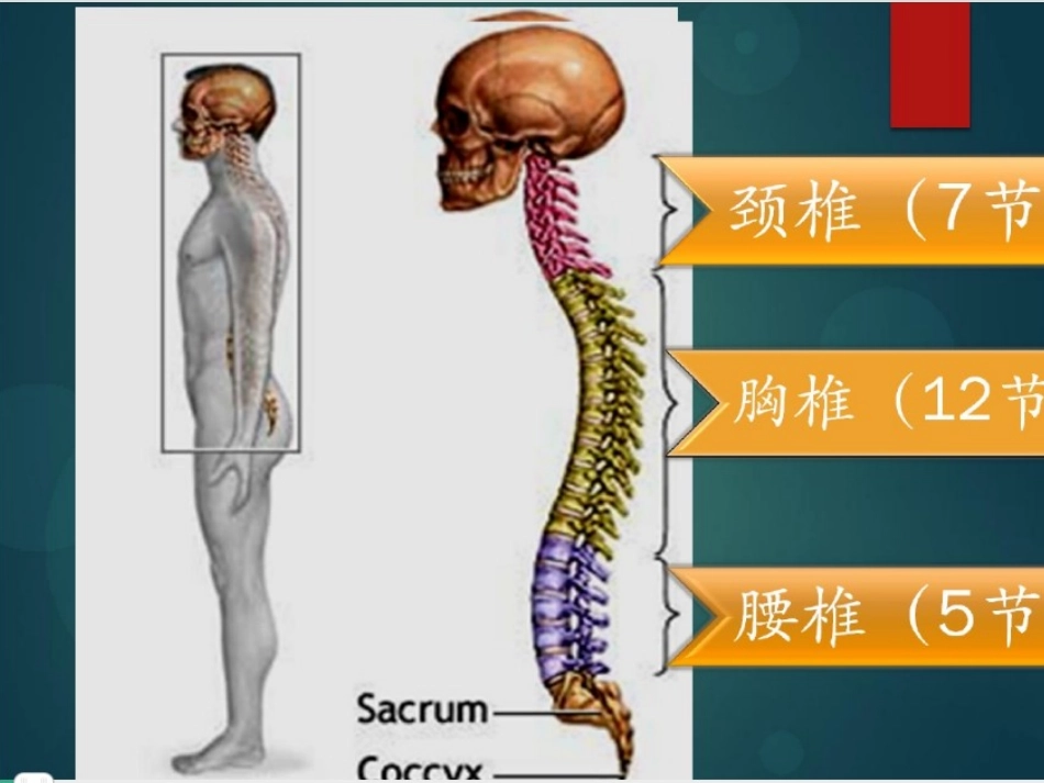 脊柱活动度查体_第2页