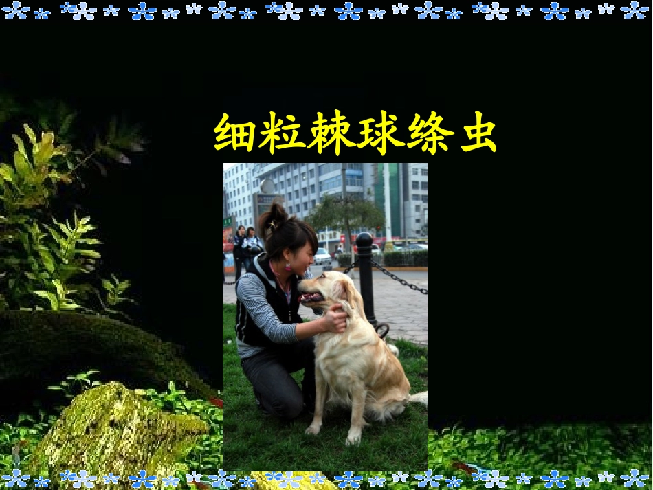 寄生虫检验细粒棘球绦虫_第1页