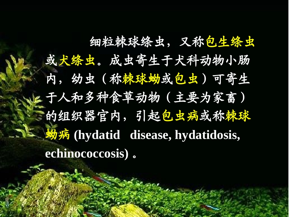 寄生虫检验细粒棘球绦虫_第2页