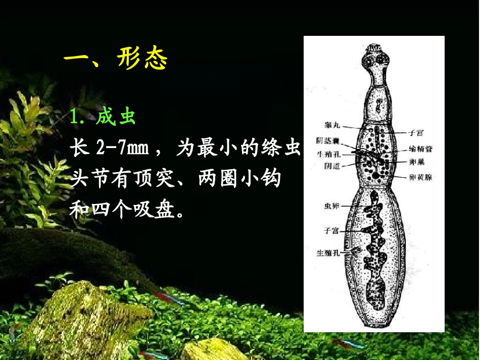 寄生虫检验细粒棘球绦虫_第3页
