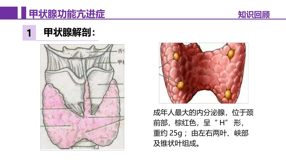 甲状腺功能亢进症病人的护理_第2页