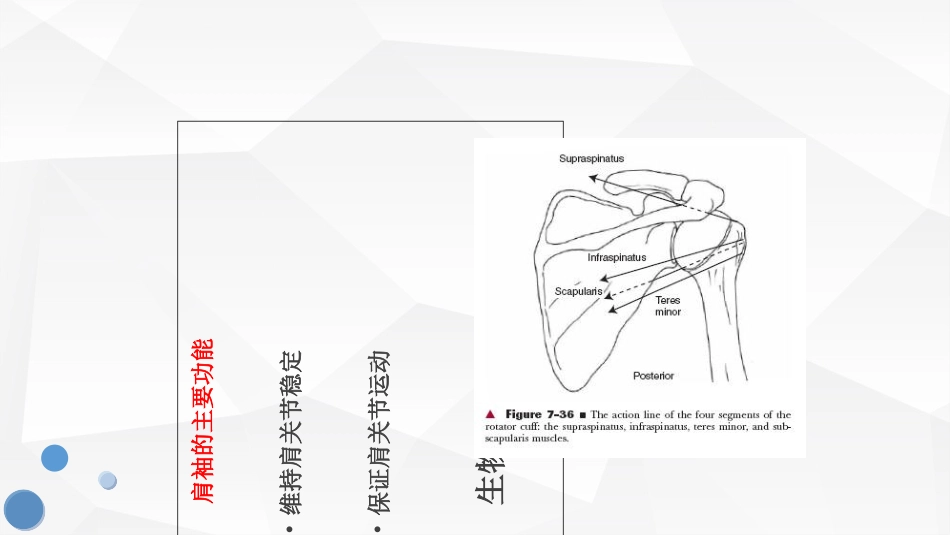 肩袖损伤护理查房_第3页