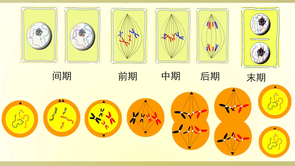 减数分裂和受精作用笔记_第1页