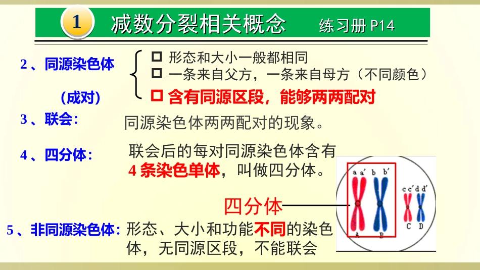 减数分裂和受精作用笔记_第3页