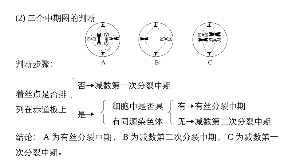 减数分裂和有丝分裂图像和曲线图总结_第2页
