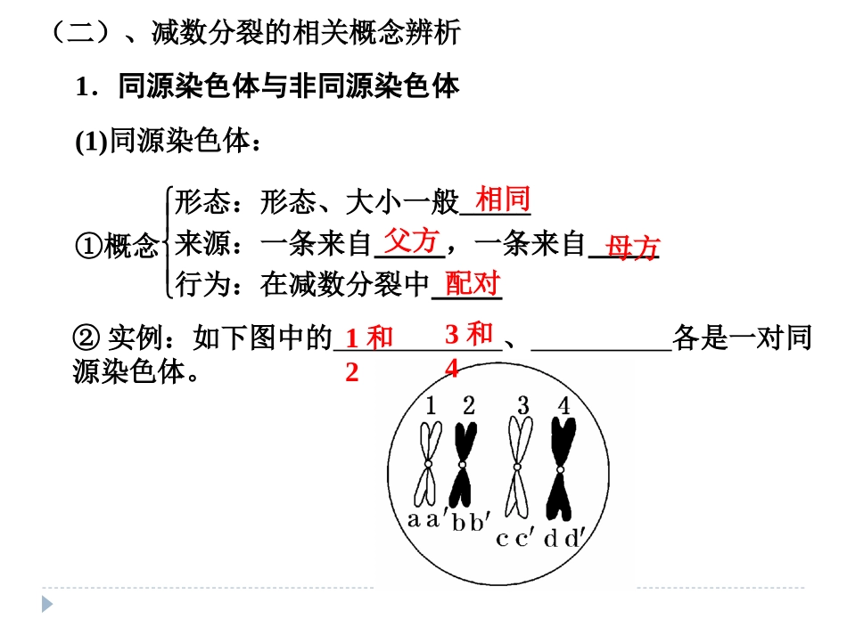 减数分裂与受精作用_第2页