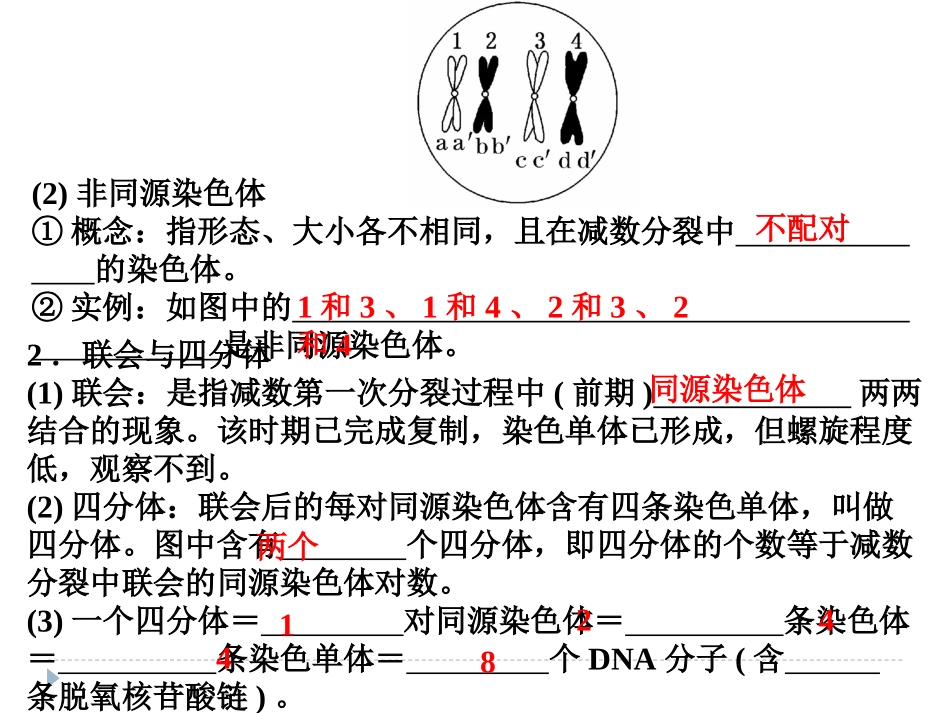 减数分裂与受精作用_第3页