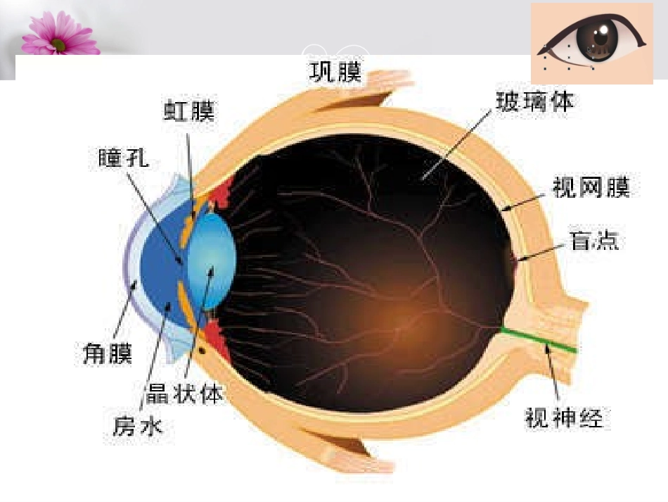 角膜移植的护理_第3页