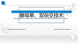 酵母单双杂交