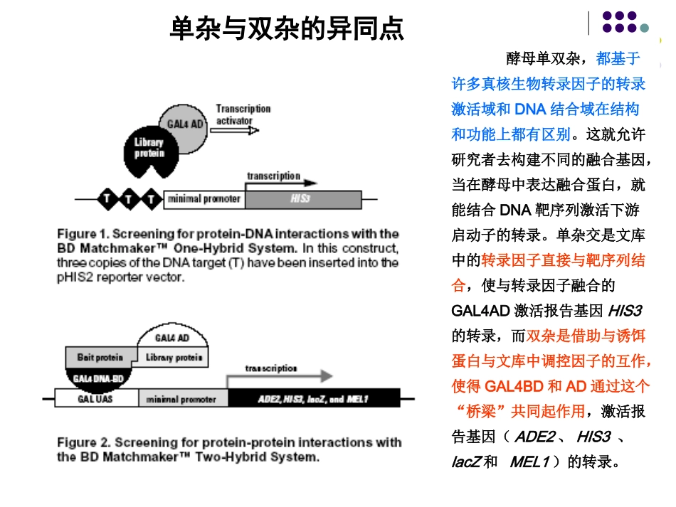 酵母双杂交原理与实验具体流程_第3页