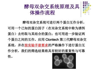 酵母双杂交原理与实验具体流程