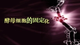 酵母细胞的固定化