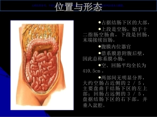解剖学空肠与回肠课件