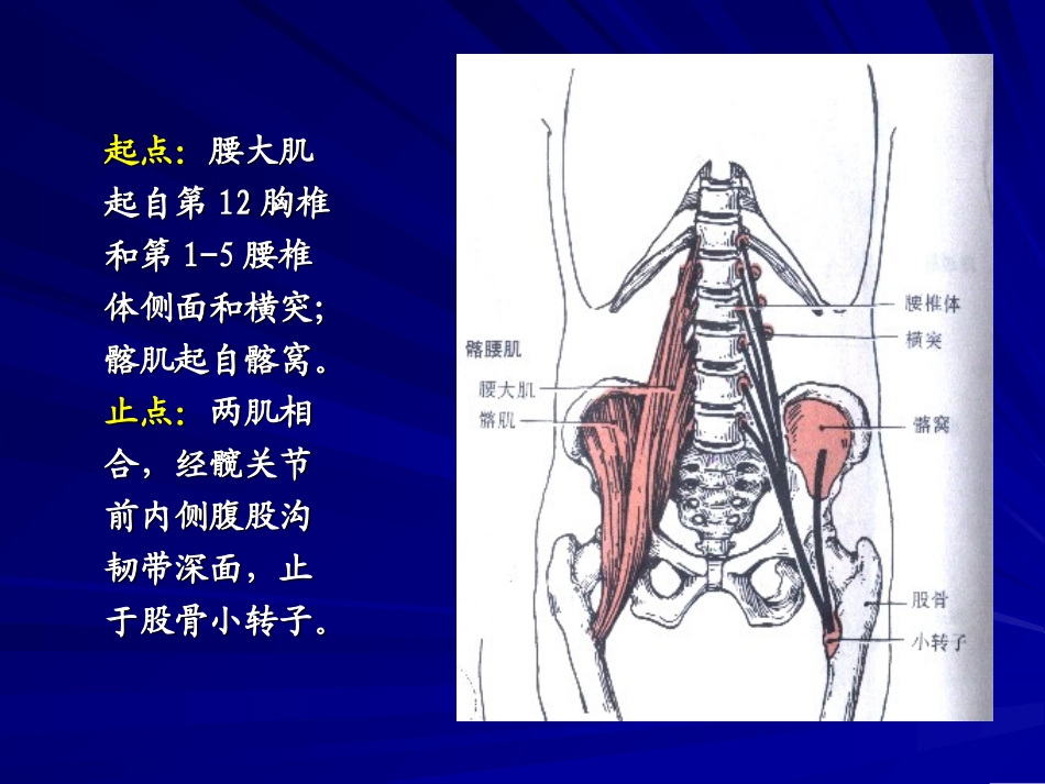 解剖学下肢肌_第3页
