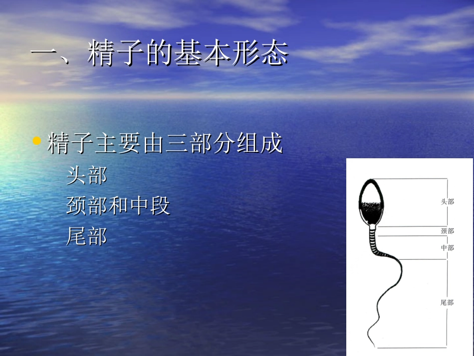 精子形态学分析的标准化_第2页