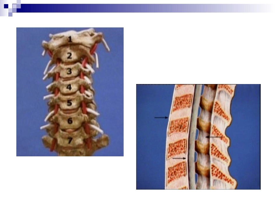 颈椎病的诊疗和治疗_第3页