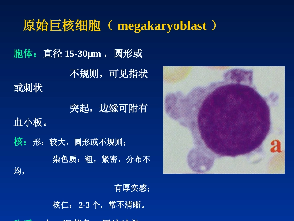 巨核细胞及其它细胞_第3页