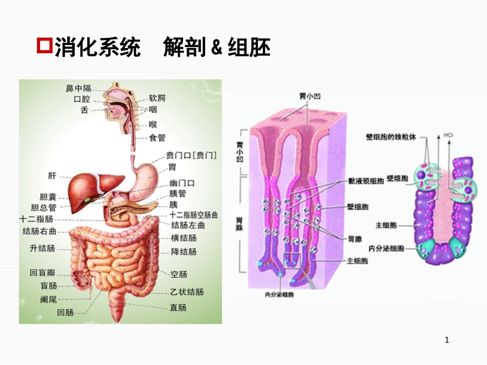 抗消化性溃疡药及消化功能调节药_第1页