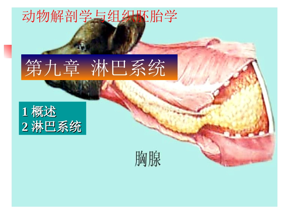 淋巴系统描述_第1页